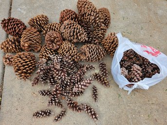 Pine Cones -some As Large As 6-in