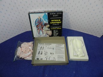 VINTAGE RENWAL HUMAN ANATOMY MODEL ASSEMBLY KIT