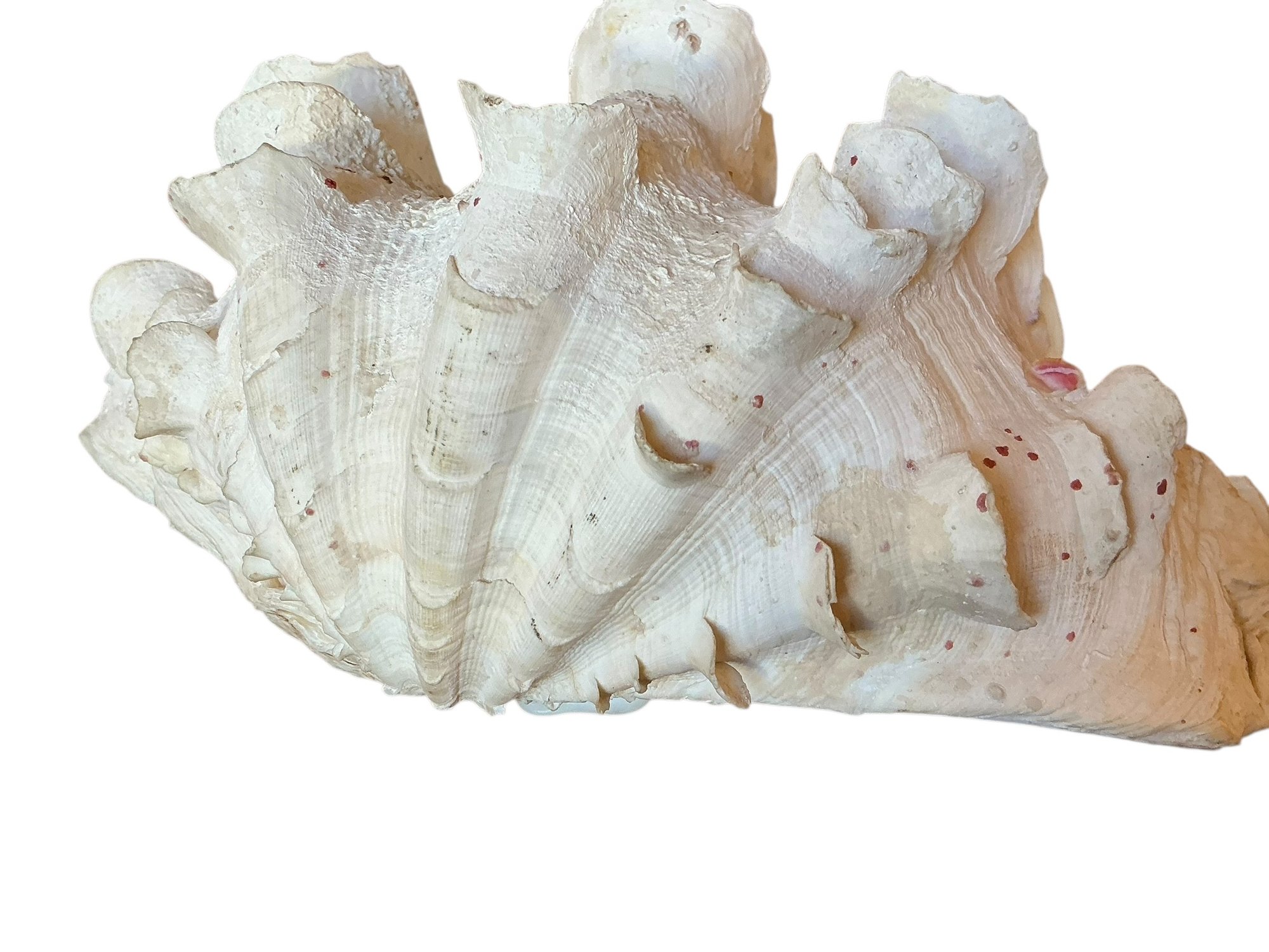 Clamantha Shell Vintage Natural Giant Clam Shell #1212 | Auctionninja.com