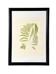 Large Framed Fern Botanical Print