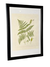 Large Framed Fern Botanical Print