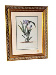English Framed Kew Royal Botanic Gardens Iris Lithograph