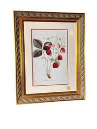 English Framed Kew Royal Botanic Gardens Fraisier De Montreuil Lithograph