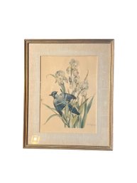 Vintage Cecil Golding Lithograph Of A Blue Jay