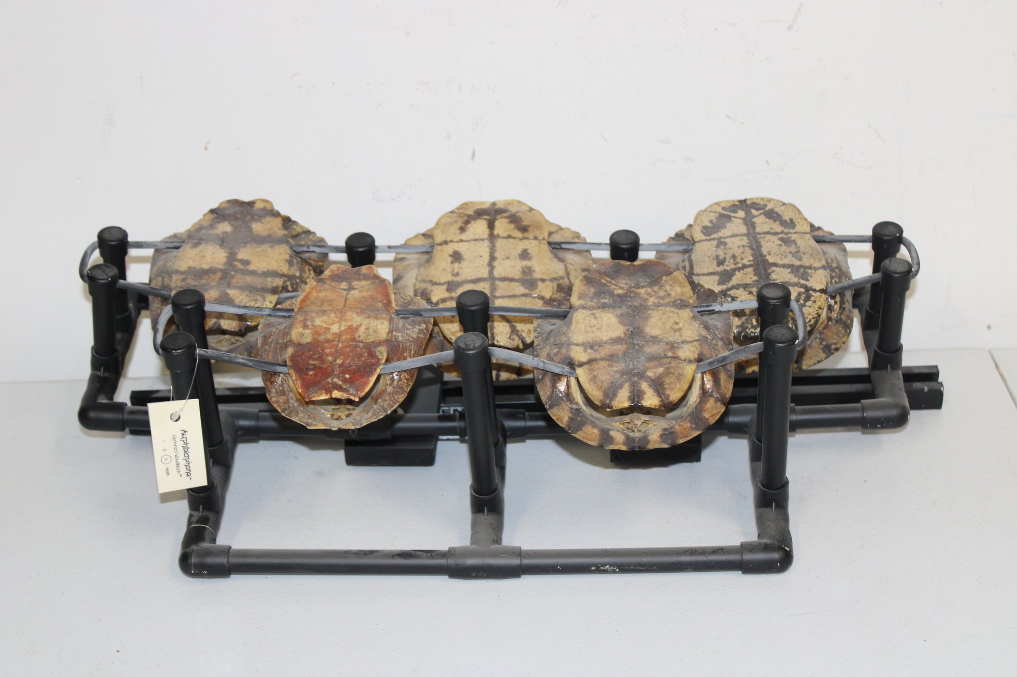 Remo Turtle Shells 5 Shells #2038891 | Auctionninja.com