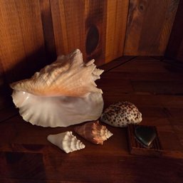 Collection Of Shells