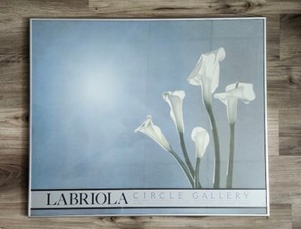 White Calla Lilies Print By Jochen Labriola