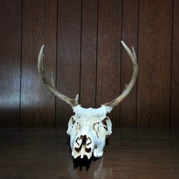 Taxidermy Whitetail Deer Skull