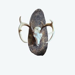 Deer Skull Taxidermy Mount