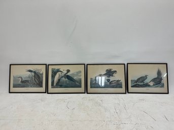 Collectible Framed Prints Appear To Be Reproductions From John James Audubon's Famous Series, The Birds Of Ame