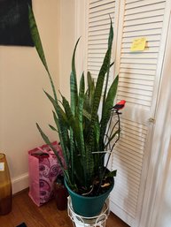 Large Snake Plant (Dracaena Trifasciata)