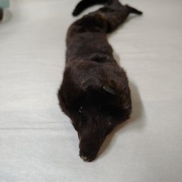 Vintage Brown Mink Collar Stole