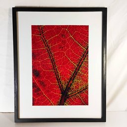 Macro Red Leaf Photograph Framed Wall Art 16.5' X 21.5' Matted Nature Print