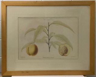 Crate & Barrel Print & Framed Jardin Fruitier Du Museum, Peaches