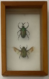 Framed African Flower Beetle Pair Taxidermy/shadowbox, Eudicella Graill, Chafer Taxidermy