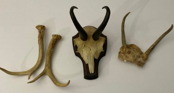 Bovid Skull Mount, Horn Antler Display & Loose Deer Antlers