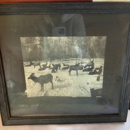 Vintage Black And White Framed Photograph Of Reindeer