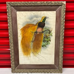 Vintage Mintern Bros. Framed Bird (Paradisea Augustae Victoriae) Lithograph Art Print 27.5x20.75 Ref: LM
