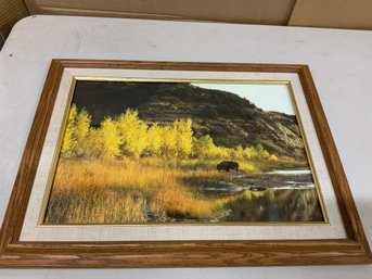 Vintage Signed Framed Self Taught Nature Photographer Jack Lefor North Dakota Autumn Trees With Bison Buffalo
