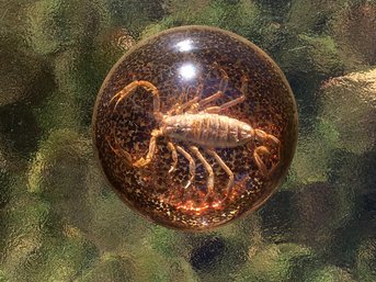 Vintage Paperweight Real Scorpion Encased With Amber Stones