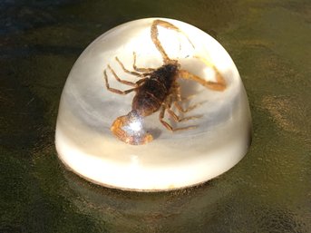 Vintage Paperweight Real Scorpion Encased With White Pearl