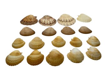 Shell Collection Including Lion's Paw Scallop, Mexican Yellow Cup Scallop