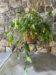 Very Large Pereskia Aculeata (Ora Pro Nobis)? Tree In Terracotta Planter