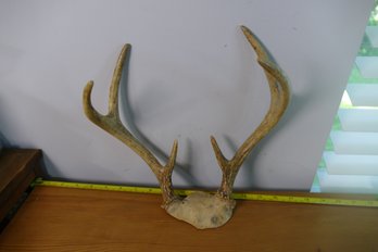 Genuine Antlers - Item 299