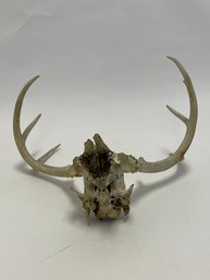White Tail Deer Skull And Antlers