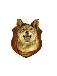 Vintage Great Eastern Wolf Head Mount