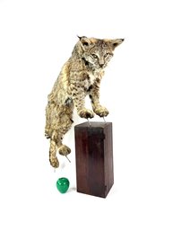 Life-size Mount Of Green Eyed Bobcat