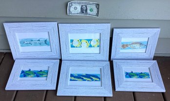 6 Signed/numbered Prints Of Fish Framed Under Glass In White Wood
