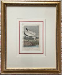 Antique  Audubon Stone Lithograph  Of A Male Wood Ibis Circa 1840-1844