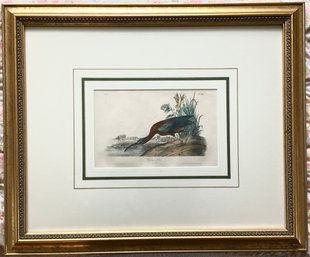 Antique Framed Stone Lithograph Of An Audubon Glossy Ibis Circa 1840-1844