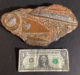 Orthoceras Ammonite Fossil Specimin