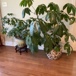 2 Wonderful, Healthy, Indoor Plants In Chinese Motif, Porcelain Planters
