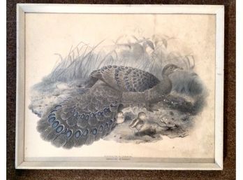 'Polyplectron Germaini' (Germaine Peacock Pheasant) Print Under Glass With Wooden Frame
