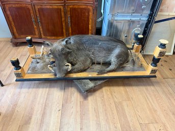 Full Body Taxidermy Warthog Mount On Wood Habitat Base Tusks