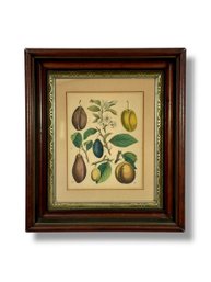 1853 George Brookshaw's 'Plums' Engraving - Period Frame