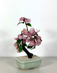 Japanese Jade Tree