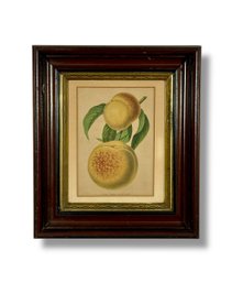 19th C. Botanical 'Peaches' Engraving - Period Walnut Framed