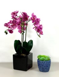 Decorative Orchid & Succulent Plant