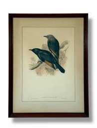 19th C. Bird Lithograph - John Gould & Henry  Richter