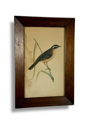 Framed 'Warbler' Audubon Print