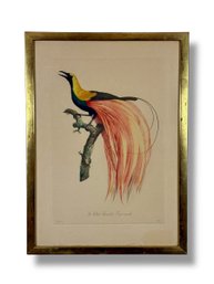 Jacques Barraband (1767-1809) Bird Engraving (B)