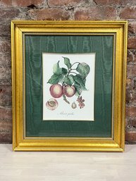 Framed And Matted Botanical Print Of Two Peaches In Gold Frame