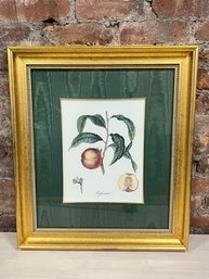 Framed And Matted Botanical Print Of A Peach In Gold Frame