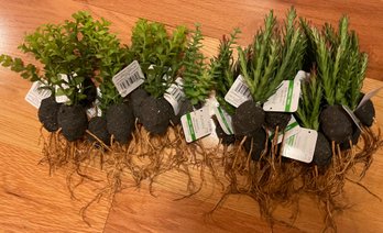 Fake / Plastic Succulent Root Balls