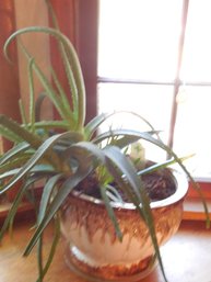 Large Aloe Vera Plant