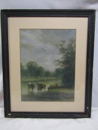 Cows Cattle Watering In A River Framed Print